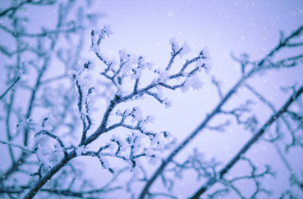 istock Branches under snow in hoarfrost, winter blurred natural background with bokeh, copy space 1186732616