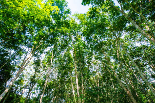 istock Para rubber green tree leaf with sun light agricultural 1186732663