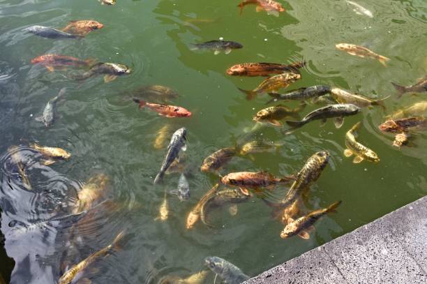 istock Colored koi carp herd in the lake (Madeira, Portugal, Europe) 1186732667