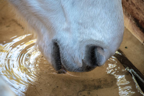 Close up of a water drinking horse mouth A close up shot on the mouth and nostrils of a horse drinking water flared nostril photos stock pictures, royalty-free photos & images