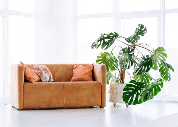 istock large monstera in a bright room by an orange suede sofa 1186733627
