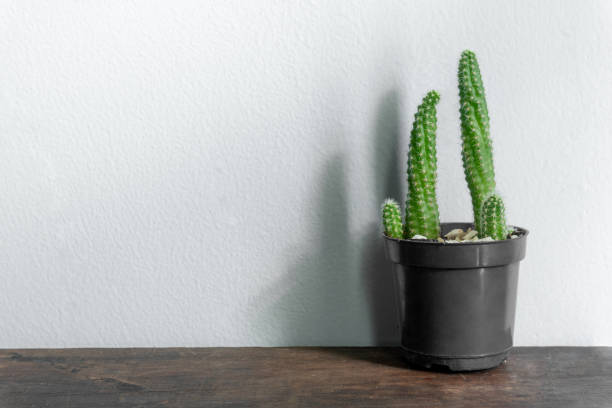istock Cactus isolated on white background. Colorful ceramic pot. 1186733664