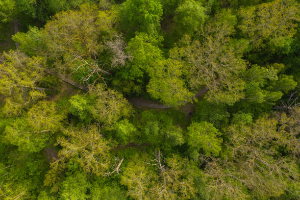 Drone view of tourist pathway through summer forest from above