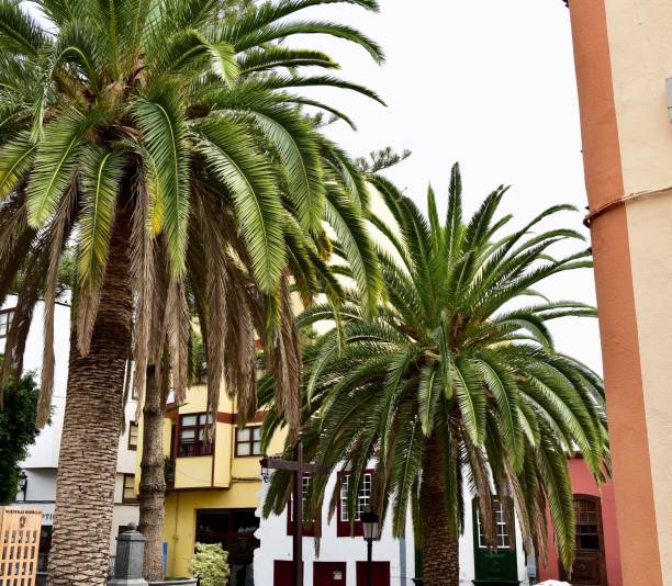 istock Santa Cruz de La Palma 1186734466