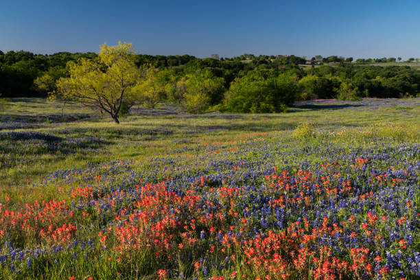 istock Bluebonnet filled Meadow near Ennis, Texas 1186735290