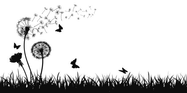 abstrakte schwarze löwenzahn silhouette, fliegende samen von löwenzahn, schmetterling, gras, feld, natur eco hintergrund - stock vektor - flower dandelion stock-grafiken, -clipart, -cartoons und -symbole
