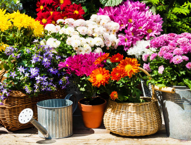 istock Garden flowers in basket outside 1186737164