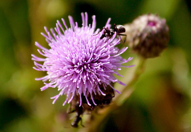 istock Flowers Across Ontario 1186742718
