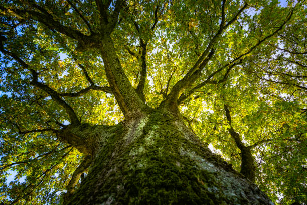 roble grande a la luz del sol - autumn oak tree sun fotografías e imágenes de stock