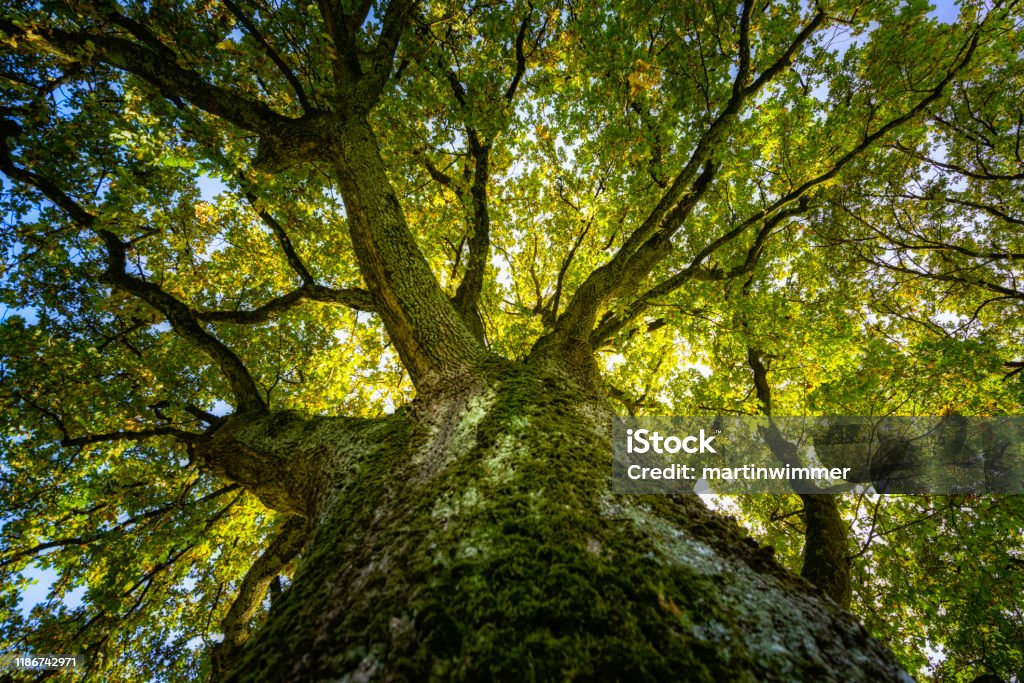 big oak in the sunlight View up in a big oak in the autumn sunlight Tree Stock Photo