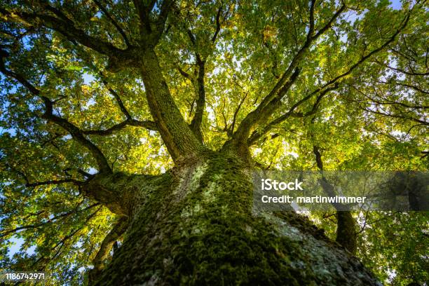 Big Oak In The Sunlight Stock Photo - Download Image Now - Tree, Forest, Oak Tree