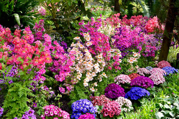istock Flowers Across Ontario 1186743099
