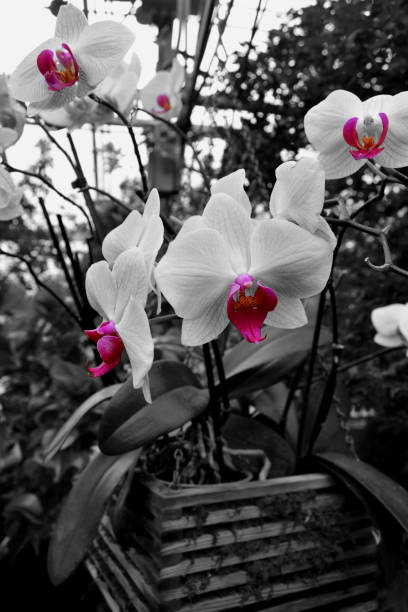 istock Flowers Across Ontario 1186743112
