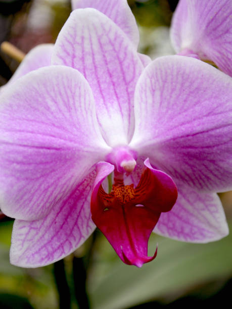 istock Flowers Across Ontario 1186743122