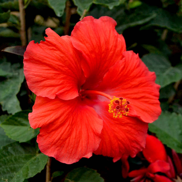 istock Flowers Across Ontario 1186743214