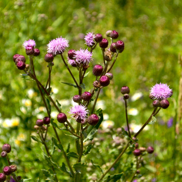 istock Flowers Across Ontario 1186743258