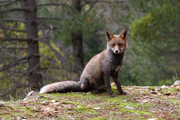istock Red Fox looking at camera in a rainy day 3 1186749457
