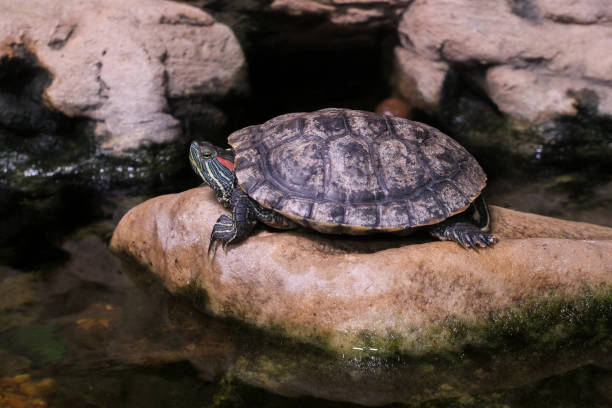 istock Pond slider. Trachemis resting on a stone. 1186749535
