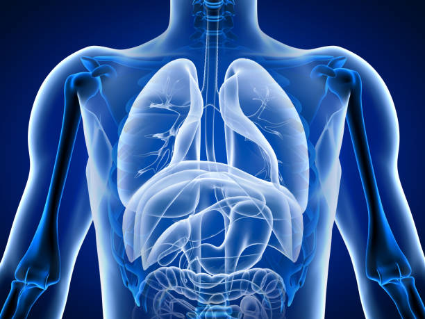 istock 3d illustration human body organs 1186750653