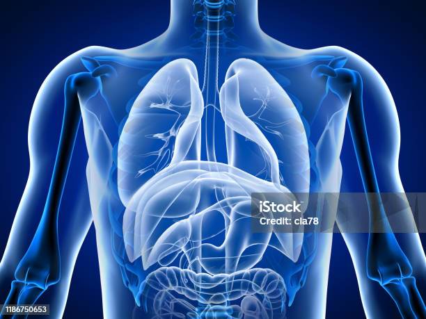 Minh Họa 3d Cơ Quan Cơ Thể Con Người Hình ảnh Sẵn có - Tải xuống Hình Image hình ảnh con người hình ảnh con người hình ảnh con người hình ảnh con người hình ảnh con người Dương Quang - Minh Họa 3d Cơ Quan Cơ Thể Con Người Hình ảnh Sẵn có - Tải xuống Hình