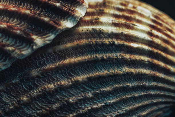 istock Close up Beautiful seashells on a black background texture. Macro photography view. 1186751472