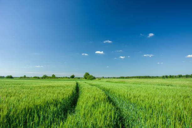 istock Wheel tracks in green grain, horizon and blue sky 1186752002