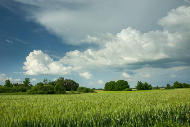 istock Green field, trees on the horizon and whirling clouds on a blue sky 1186752018