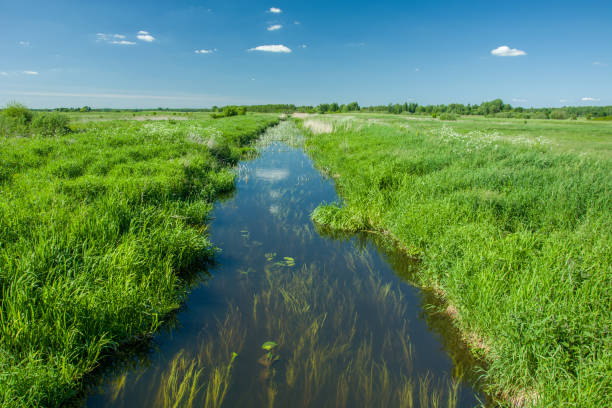 istock River and water plants under water, meadow and blue sky 1186752023