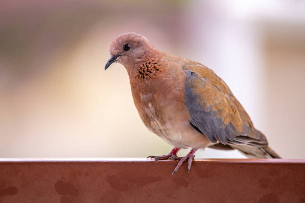 istock Laughing dove looking into the camera while sitting on a metal fence. 1186753382