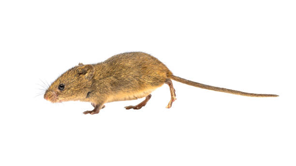 istock Cute harvest mouse isolated on white background 1186754526