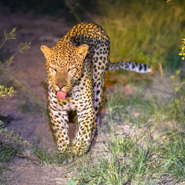 leopardo africano en la plaza de la noche - leopard kruger national park south africa africa fotografías e imágenes de stock