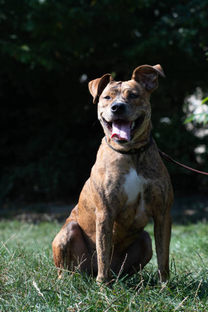 istock Sitting pit bull terrier red color with white spot on chest 1186756185