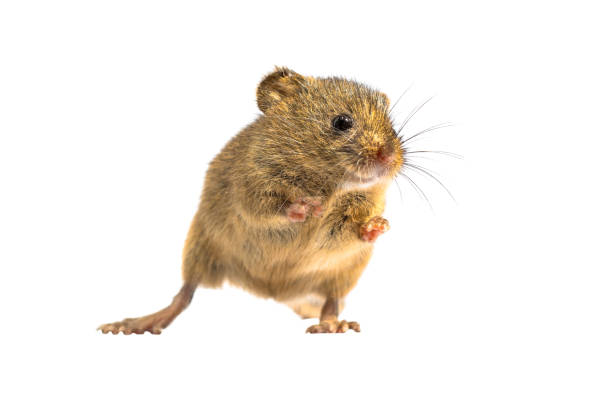 istock Cute harvest mouse isolated on white background 1186757235