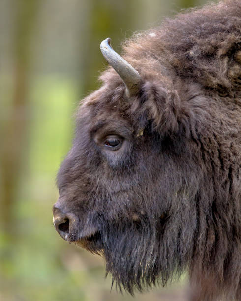 istock Sideview portrait of Wisent bull 1186757347