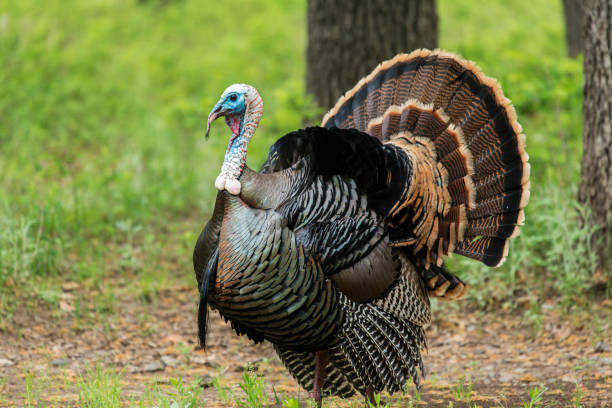 rio grande turchia selvaggia - strutting foto e immagini stock