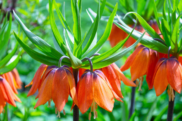istock Fritillaria imperialis orange flowers,  bright spring flowers 1186758434