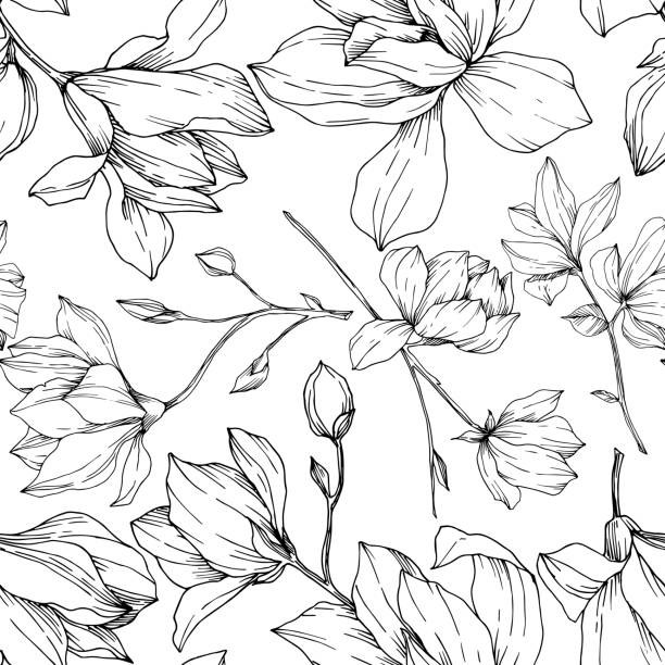 ilustrações, clipart, desenhos animados e ícones de vector magnólia flores botânicas florais. arte gravada preto e branco da tinta. padrão de fundo sem costura. - magnolia white blossom black