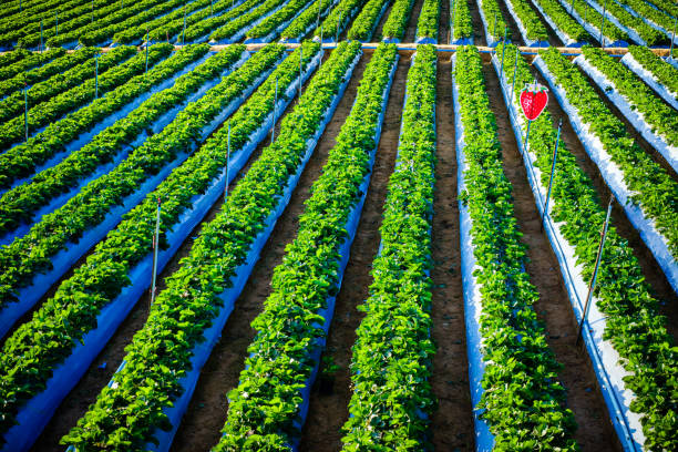 istock Rows of Strawberry Trees 1186758762