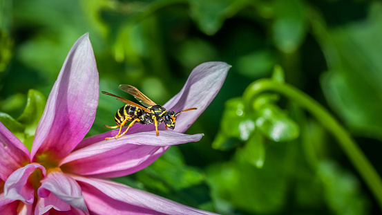 A black and yellow wasp on a dahlia.
