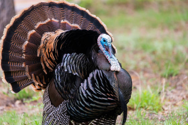 istock Wild Rio Grande Turkey 1186759905
