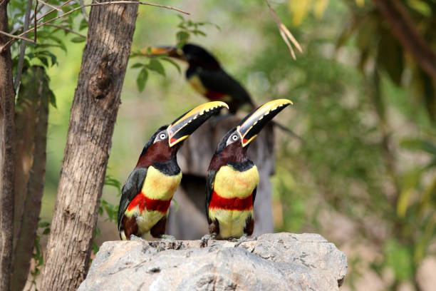 istock brown aracari (Pteroglossus castanotis) - Pantanal, Mato Grosso, Brazil 1186759950