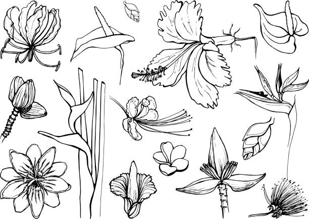 Set of vector icons. Tropical flowers. Set of vector icons. Tropical flowers. Graphics. Anthurium, Heliconia, Strelitzia, plumeria frangipani, Hibiscus rosa, Passiflora, Gloriosa,Caesalpinia, Banana, Calliandra, Amorphophallus Titanum pride of barbados flower stock illustrations