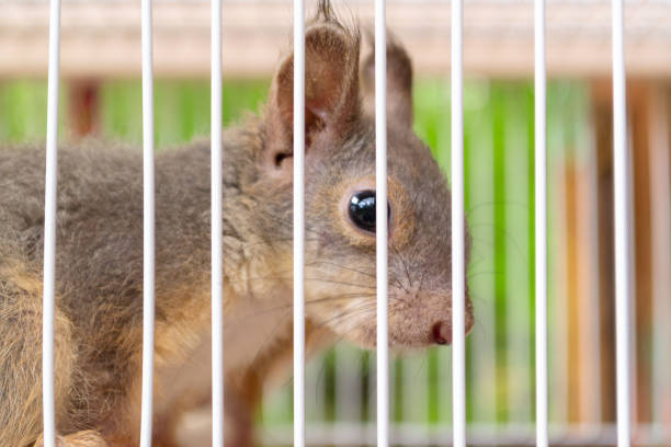 istock Little squirrel in cage behind lattice 1186761039