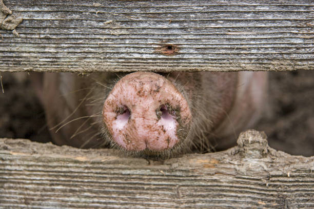 Pig on its last way in a Trailer to the Slaughterhouse. Canada