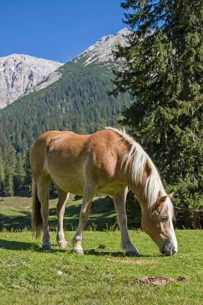 Haflinger horse spends the summer on a high mountain meadow in Tyrol