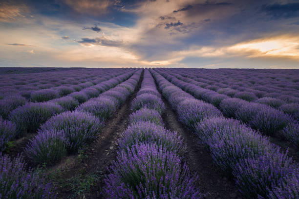 istock Lavender field against a cloudy sky at sunrise or sunset 1186761277
