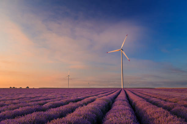 Lavender field against a cloudy sky with eolian wind turbines at sunrise or sunset stock photo