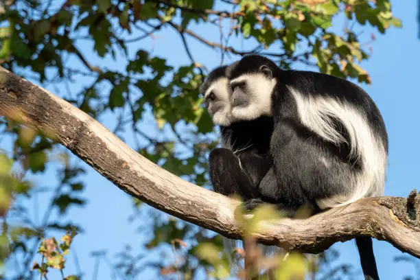 Photo of Mantled guereza (Colobus guereza) sitting high on the branch