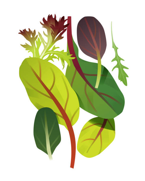 illustrazioni stock, clip art, cartoni animati e icone di tendenza di verdi a foglia verde, acetosa rossa, lattuga e rucola - lettuce endive abstract leaf