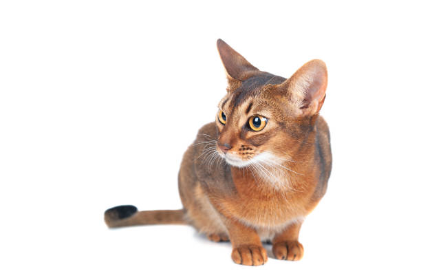 istock Chic abyssinian cat portrait isolated on white,  space for text 1186763766